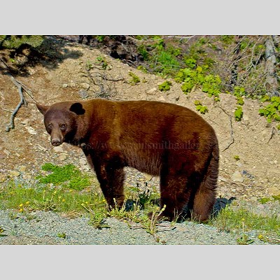 Brown Bear